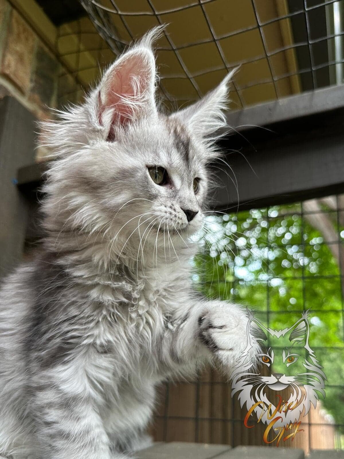 Black silver Maine coon kitten batting at the air.