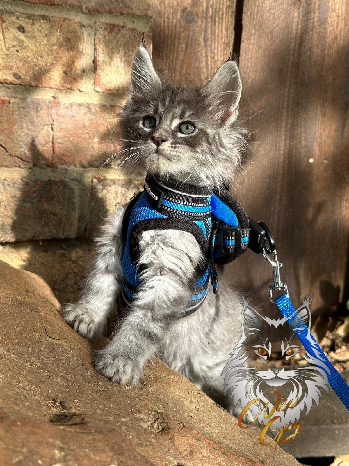 Kitten on leash exploring his world.