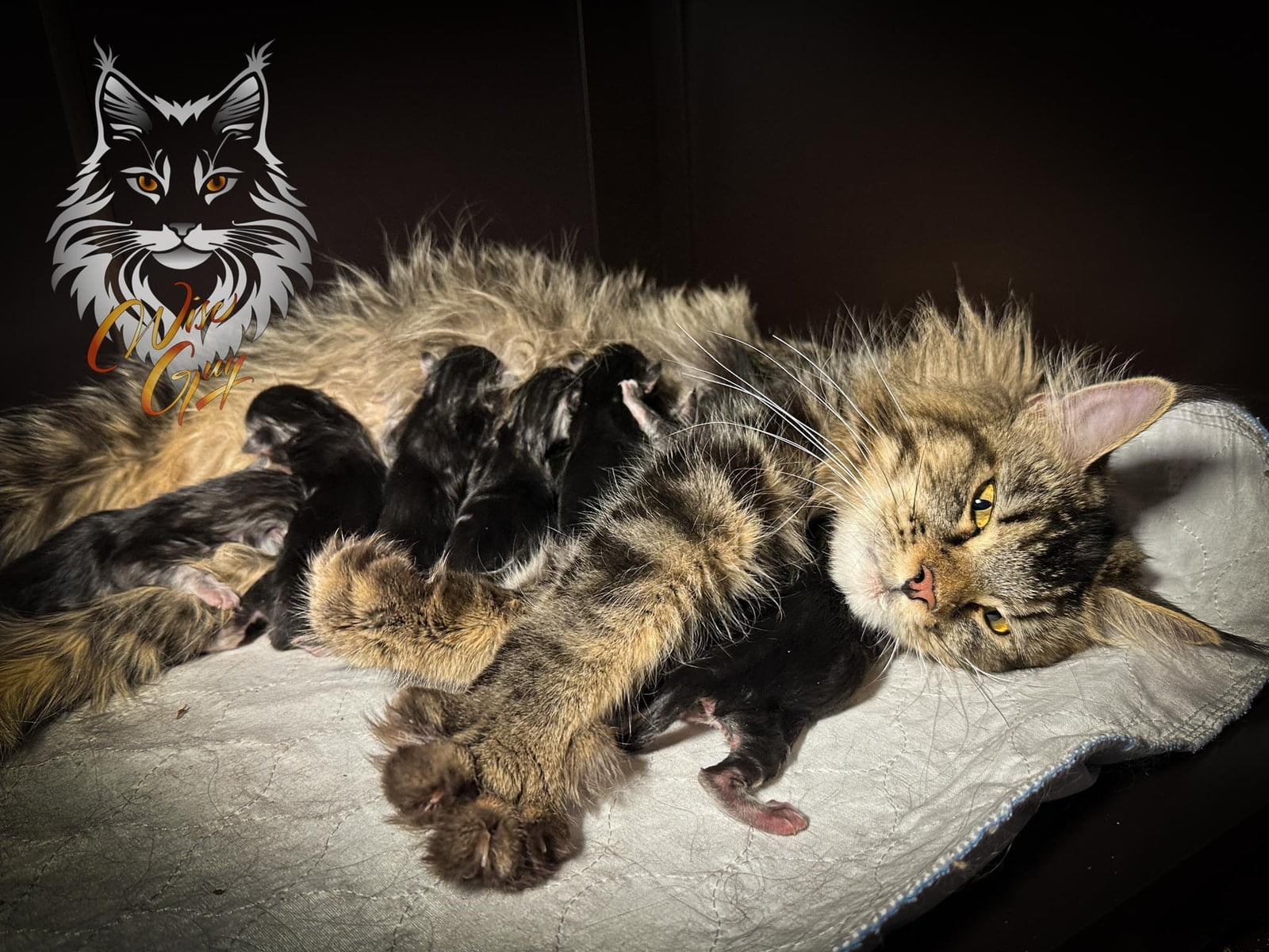 Momma Maine Coon with 1 day old babies.