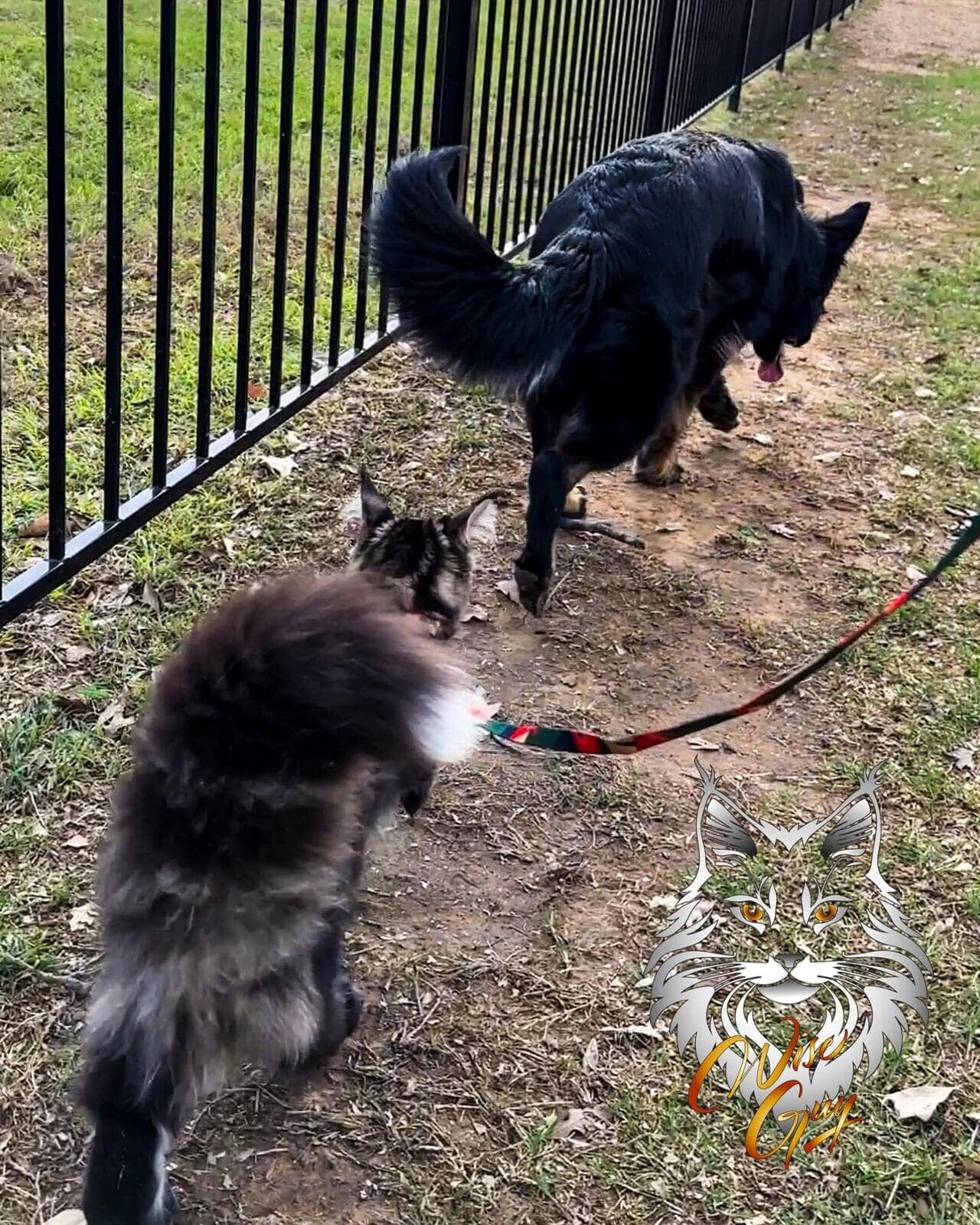 A dog and a cat on a leash walking together near a fence, with a colorful illustrated cat face at the bottom of the image.