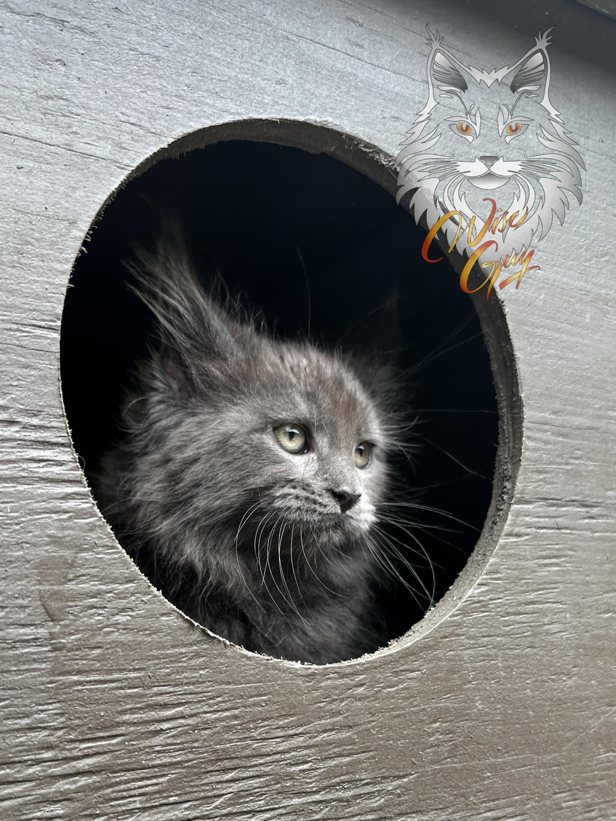 Blue kitten looking through a dark circular hole.